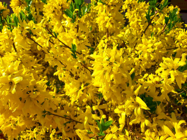istock Spring flowering forsythia. Yellow flowers on branches 1319072451