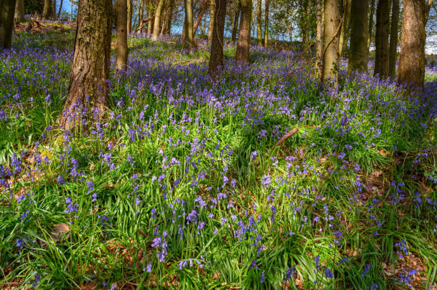 istock Bluebell covered slope in Park Wood 1319073993