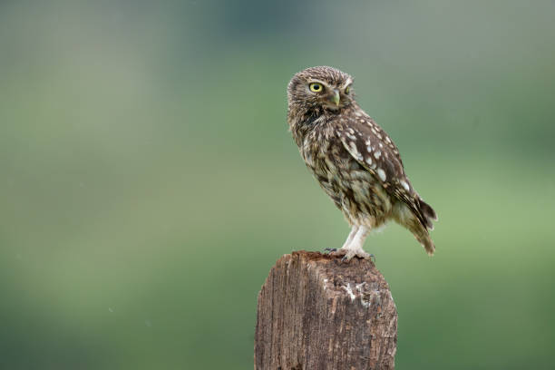 istock Little owl, Athene noctua 1319074565