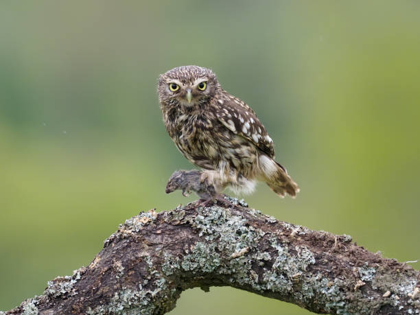 istock Little owl, Athene noctua 1319074569