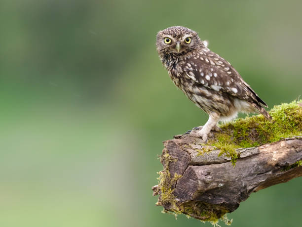 istock Little owl, Athene noctua 1319074576
