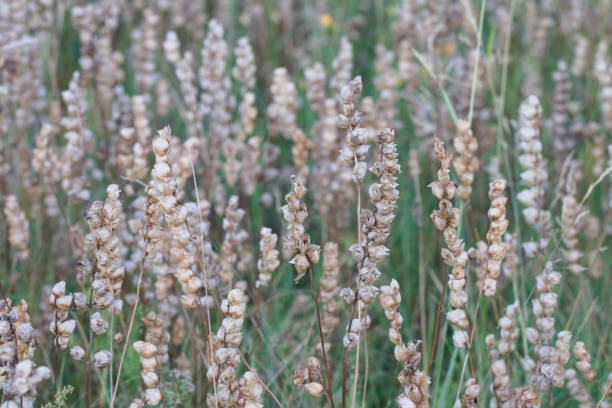 istock dry grass with seeds in the field. 1319076124
