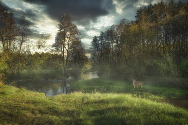 A fairy-tale landscape near a small river among the fog.