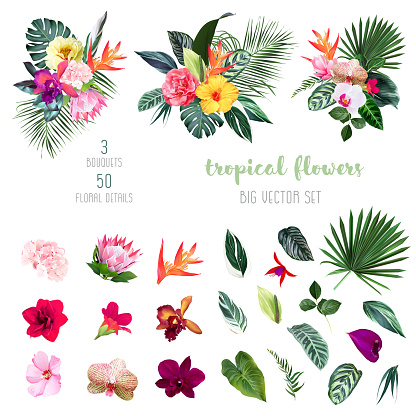 Exotic tropical flowers, orchid, strelitzia, hibiscus, protea, anthurium, palm, monstera leaves big vector design set. Jungle forest wedding bouquet. Island greenery.Elements are isolated and editable