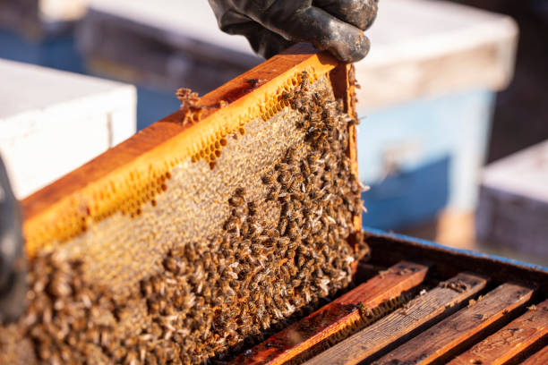 istock Bee keeper removing rack outside of hive. organic honey and beekeeping concept 1319081109