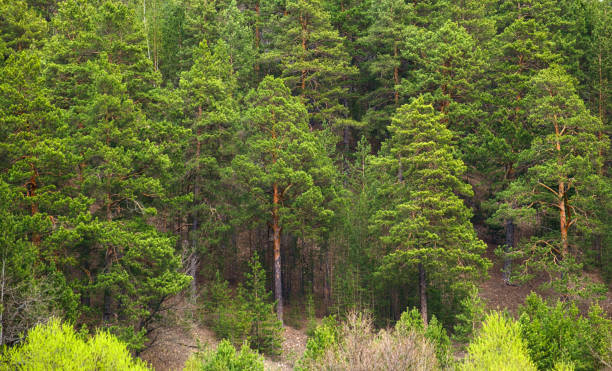 beautiful green pine forest on a sandy slope