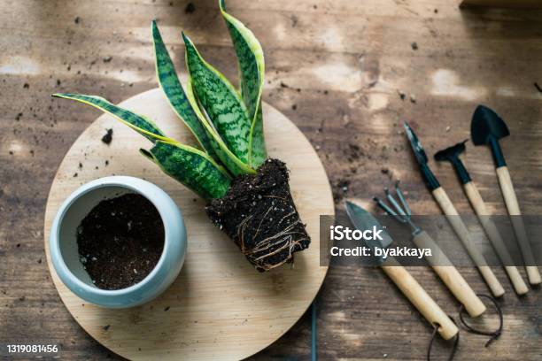 Sansevieria Potting Stock Photo - Download Image Now - Sansevieria, High Angle View, Potted Plant