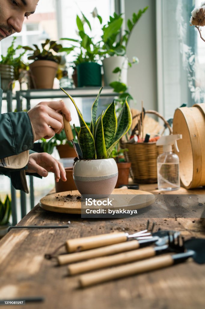 Indoor plants ready for care Nature Stock Photo