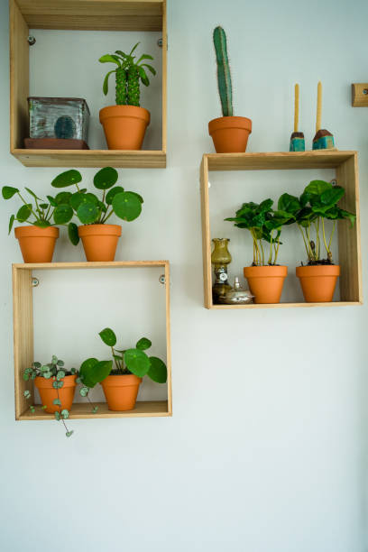 istock minimalist room interior plant  on the wall 1319081754