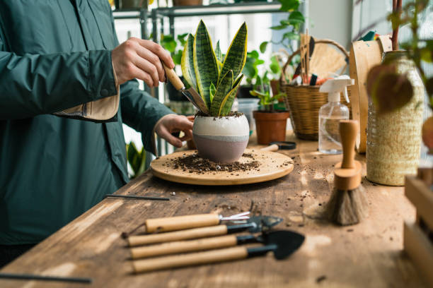 Indoor plants ready for care Indoor plants ready for care potting stock pictures, royalty-free photos & images