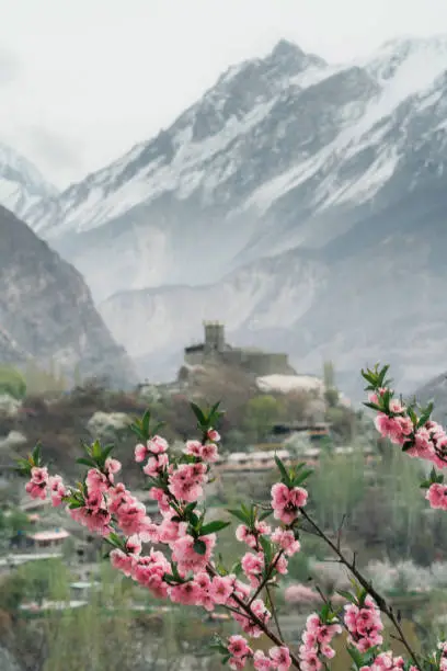 Scenic view of apricot blossom  on the background of snowcapped mountains in northern Pakistan