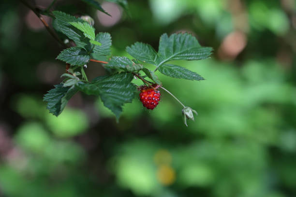 Rubus spectabilis.\nRose family Rosaceae. \n\nSalmonberries start to ripen in May on the southwest coast of British Columbia.