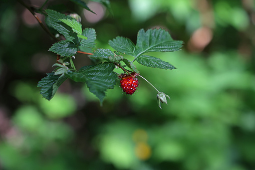 Ripe red wild strawberries in a forest