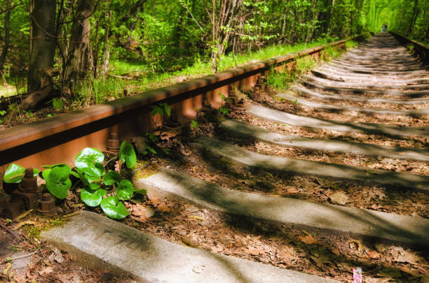 Low angle view of old and rusty rail in spring forest. Old railway in the forest. Famous Tunnel of Love in Klevan, Ukraine. Concept of landscape and nature. Concept of crisis in transportation.