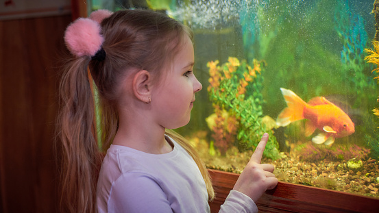little girl looking through the glass at an aquarium