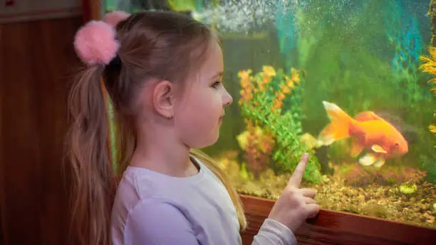 Photo of little girl looking through the glass at an aquarium