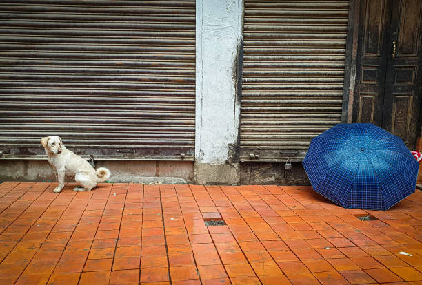 istock Dog in street 1319083707