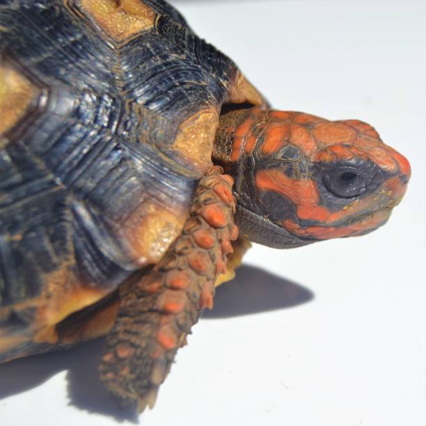 istock Face and head of a Red-footed tortoise turtle 1319085526