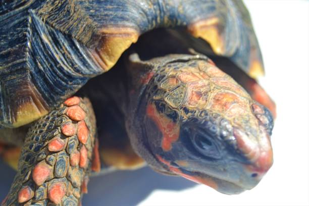 istock Face and head of a Red-footed tortoise turtle 1319085539