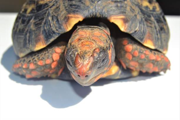 istock Face and head of a Red-footed tortoise turtle 1319085563