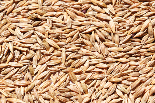 Barley, a member of the grass family, is a major cereal grain grown in temperate climates globally.
