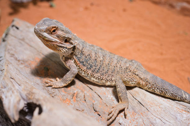 male bearded dragon in its terrarium stock photo