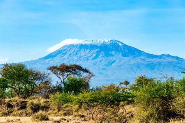 The famous snow-capped Mount Kilimanjaro in the middle of the flat savannah. Plain acacias of the Horn of Africa. Amazing Amboseli Park. The exotic Africa.