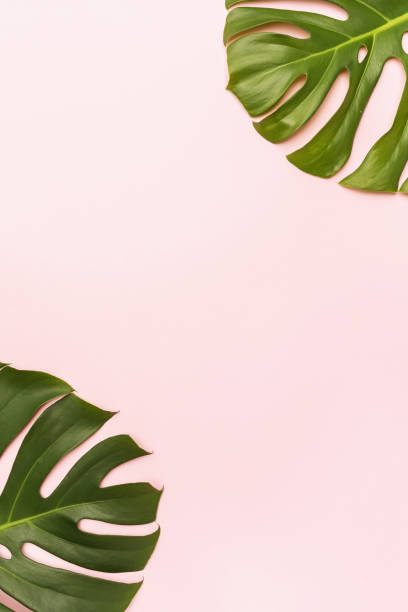 istock Monstera leaves on a pink background with copy space in the center 1319089362