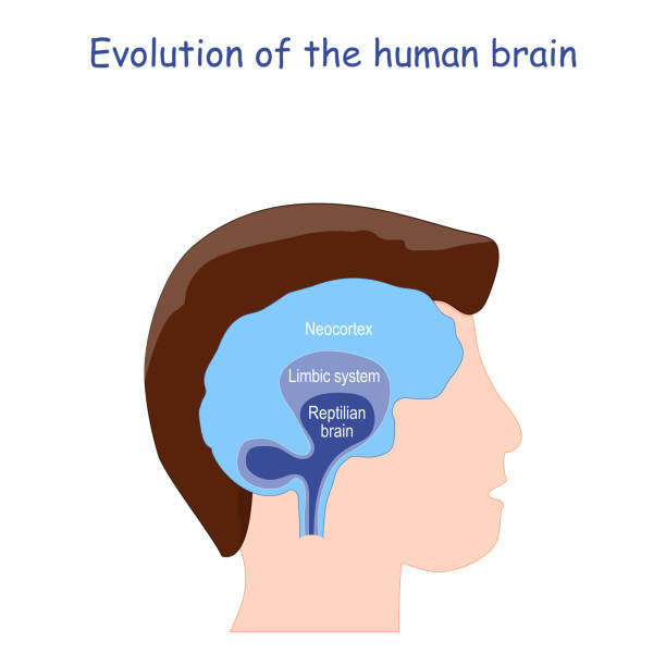 ewolucja ludzkiego mózgu - mammal hippocampus stock illustrations