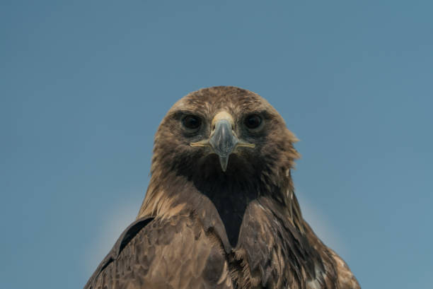 istock eagle bird close up in nature 1319090710