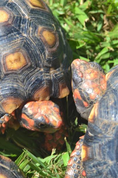 istock Turtles group of Red-footed tortoise 1319092235