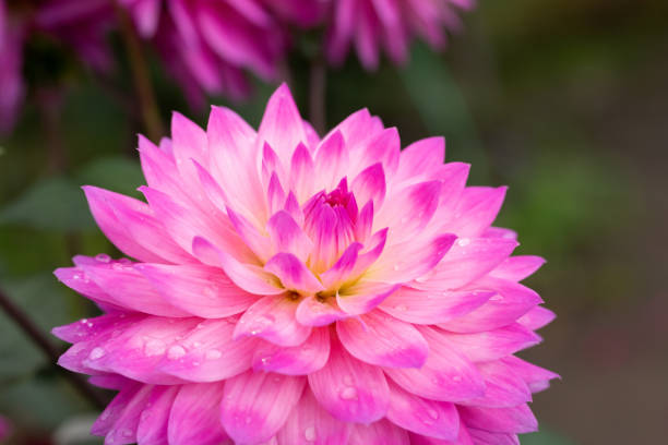 istock Dahlia flower on black background 1319092959
