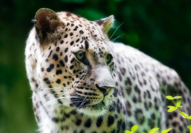 Stunning portrait captures the essence of a leopard (Panthera pardus), epitomizing grace, power, and the allure of the wild.