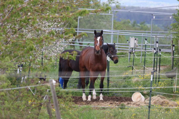 istock Horses in a paddock in a farm yard 1319093888