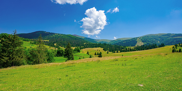 countryside summer landscape on a sunny day. grassy fields and forested hills at the foot of mountain ridge beneath a blue sky with fluffy clouds