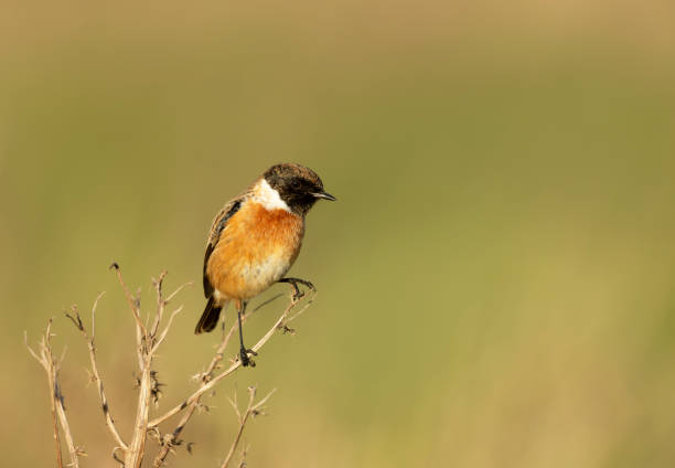 istock European stonechat perching on a branch 1319094238