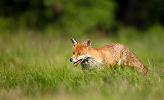 Close up of a Red fox (Vulpes vulpes) in grass, England, UK.