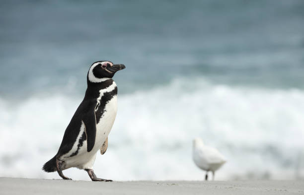 istock Magellanic penguin walking on a sandy beach 1319094323