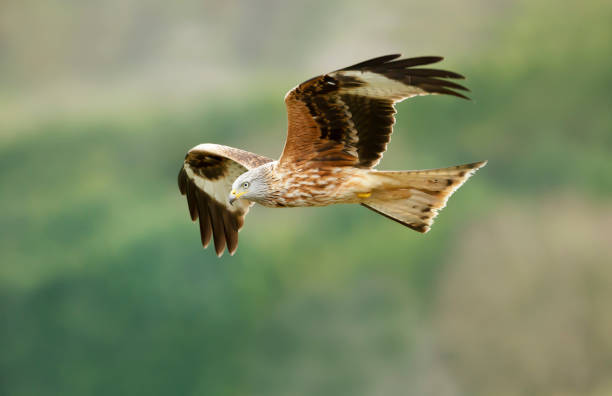 istock Close up of a Red kite in flight 1319094345