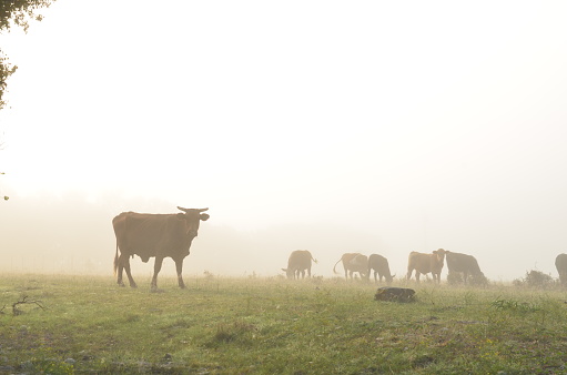 Ranch cows in fog