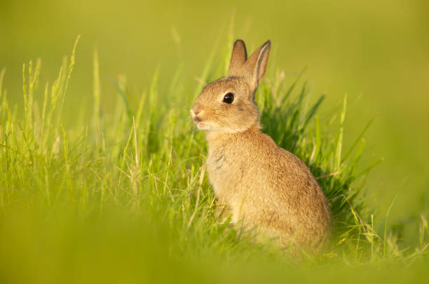 istock Cute little rabbit sitting in grass in spring 1319094411