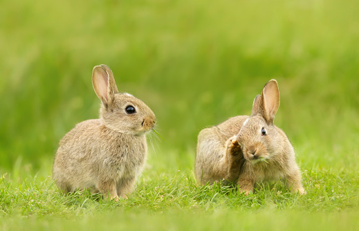 Beautiful white, fluffy baby rabbit  with long black ears playing in green grass