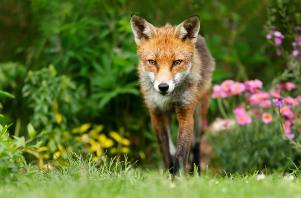 istock Close up of a red fox in summer 1319094663