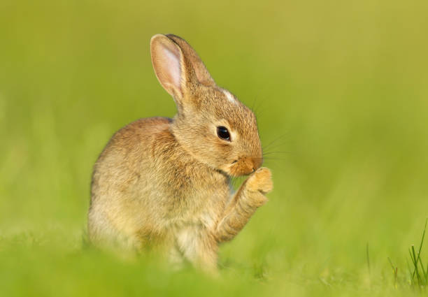 Close up of a cute little rabbit sitting in grass Close up of a cute little rabbit sitting in grass in spring, UK. preening stock pictures, royalty-free photos & images