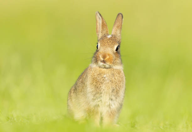 istock Cute little rabbit sitting in grass in spring 1319095563