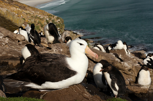 Close up of a Black-browed Albatross sitting on a nest on the coasts of the Falkland Islands.