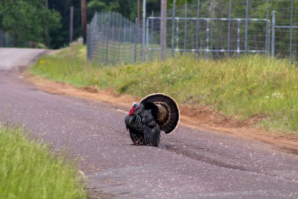 istock Turkey strutting in the road 1319095927