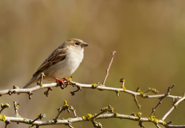 istock Portrait of a house sparrow juvenile perched on a tree branch 1319095942