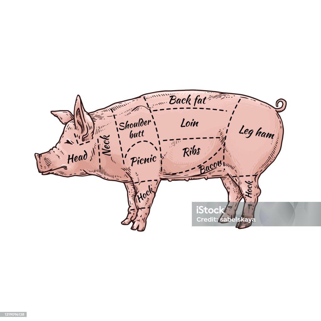 Ilustración de Gráfico De Nombres De Partes Del Cuerpo De Cerdo Dibujo De  Animales De Granja De Dibujos Animados y más Vectores Libres de Derechos de  Carne de cerdo - iStock