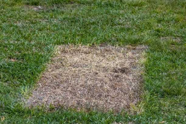 istock Brown spot of dead grass 1319096405